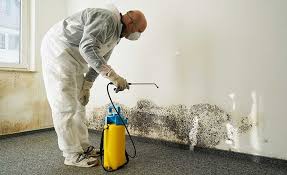 Best Industrial Mold Remediation  in St David, AZ