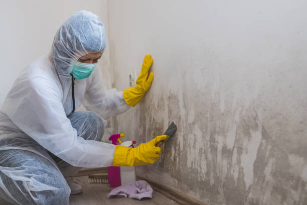 Best Water Damage & Mold Remediation  in St David, AZ