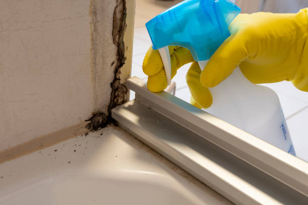 Best Mold Damage Restoration  in St David, AZ