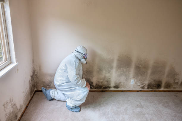 Best Commercial Mold Inspection  in St David, AZ