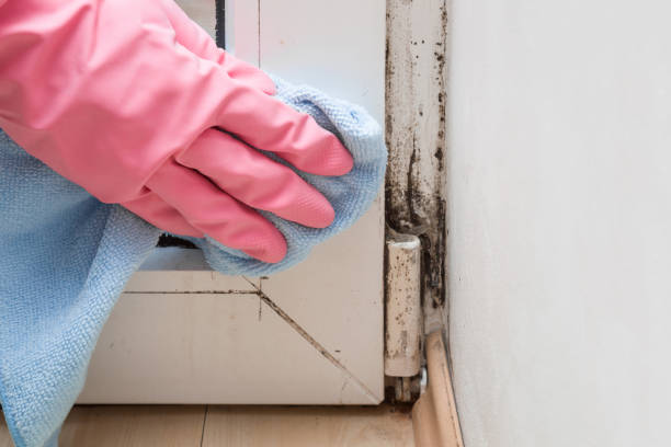 Mold Remediation for Rental Properties in St David, AZ