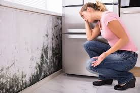 Mold Odor Removal Services in St David, AZ